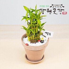 [원주] 플라워럼프 원예 체험키트 공기정화식물 화분 식물키우기 DIY 세트