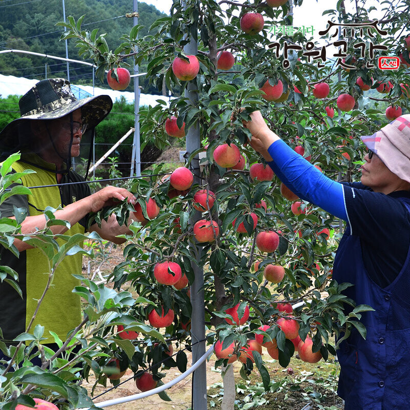 정선 백석폭포 맛성비 햇 사과(홍로,아리수,후브락스 부사) - 강원곳간.com