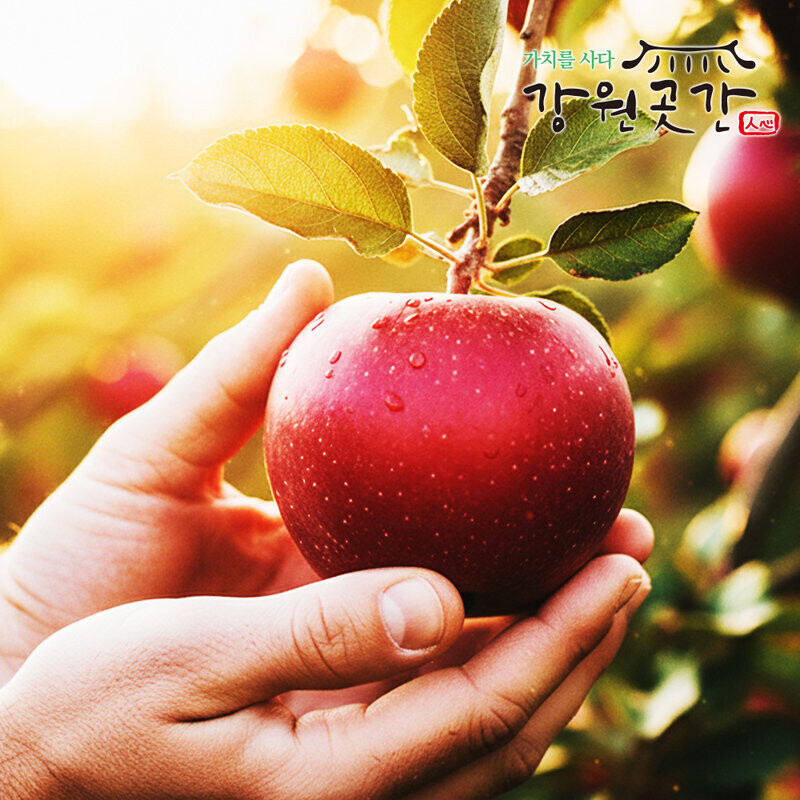 정선 백석폭포 맛성비 햇 사과(홍로,아리수,후브락스 부사) - 강원곳간.com